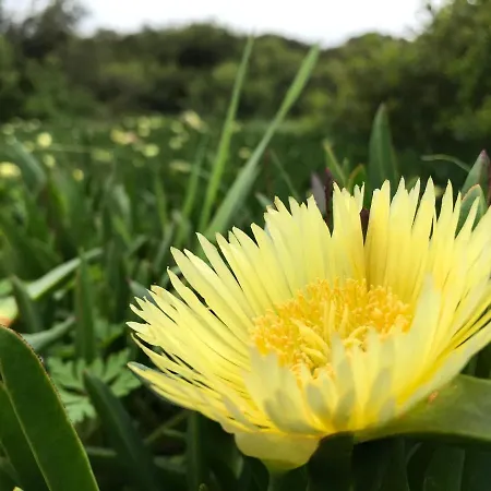 Desertas And Sport * Costa Nova